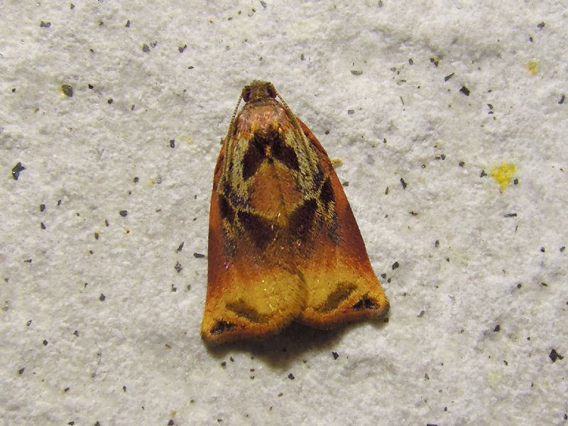 Archips podana (Tortricidae)